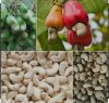 raw cashew nuts