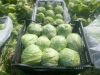 Fresh Cabbages