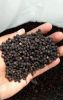 Blackpepper
