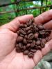 Indonesia Robusta Coff...