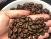 Roasted Arabica Coffee Beans & Robusta Coffee Beans at Light Medium and Dark Level Whole Bean Quality at a Reasonable Price