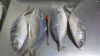 Whole Round Brazilian Horse Mackerel (Caranx spp