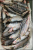 Whole Round Brazilian Sardinella  ((Sardinella brasiliensis)