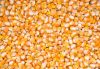 High Quality Corn