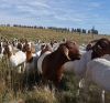 Boer Goats