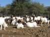 Boer Goats