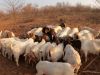 Boer Goats