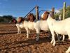 Boer Goats