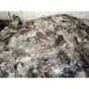 Frozen Cuttlefish W/R ...