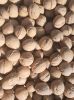 Walnut inshell,walnut kernels