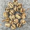 walnut kernels