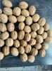 Walnut inshell
