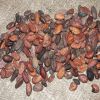 Best Quality Supplier Cocoa Bean for Sale in Cheap Price