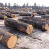 Beech Wood Logs / Sawn...
