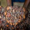 Best Quality Supplier Cocoa Bean for Sale in Cheap Price