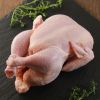 High Quality Chicken Frozen Wholesale Cheap Price