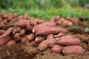 100% Natural Fresh Sweet Potatoes Exported at Cheap Prices