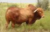 Diary Cattle, Bull