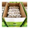 Cheap price garlic hot sale 5cm fresh white garlic wholesale 2024 newest crop high quality normal white garlic export