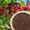 Hemera coffee roasted beans and powder