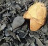 hardwood charcoal back coconut shell charcoal spesialis