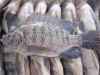 WR black Tilapia