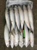 Pacific mackerel