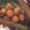 Fresh King Coconut