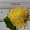WSF Calcium Ammonium N...