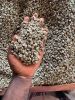 Grade AA Arabica Coffee Beans