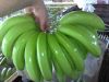 Cavendish banana