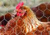 Galvanized Hexagonal Wire Mesh/Agriculture Farm Fencing Mesh/Hexagonal Poultry Enclosures Wire Mesh