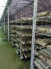 Fresh mushroom , Dried mushroom , Truffles, Black fungus , Agricultural products