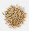 Premium Quality Barley
