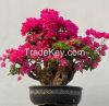 wholesale Bougainville...