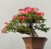 wholesale Bougainvillea Bonsai