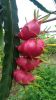 White Dragon Fruit