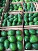 Miki Avocado