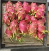 White Dragon Fruit