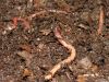 Vermicompost: best org...