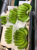 Cavendish banana