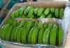 Cavendish banana