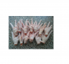 Affordable chicken paws for sale frozen grade A quality suitable for global markets