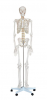 Life-Size Skeleton 180...