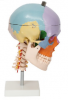Colors Skull bone with...