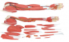 Upper Limb Hierarchica...