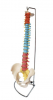 Didactic Vertebral Col...