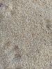 Sesame seeds