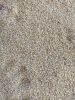 Sesame seeds