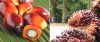 NaturaPalm Oil, BioKer...